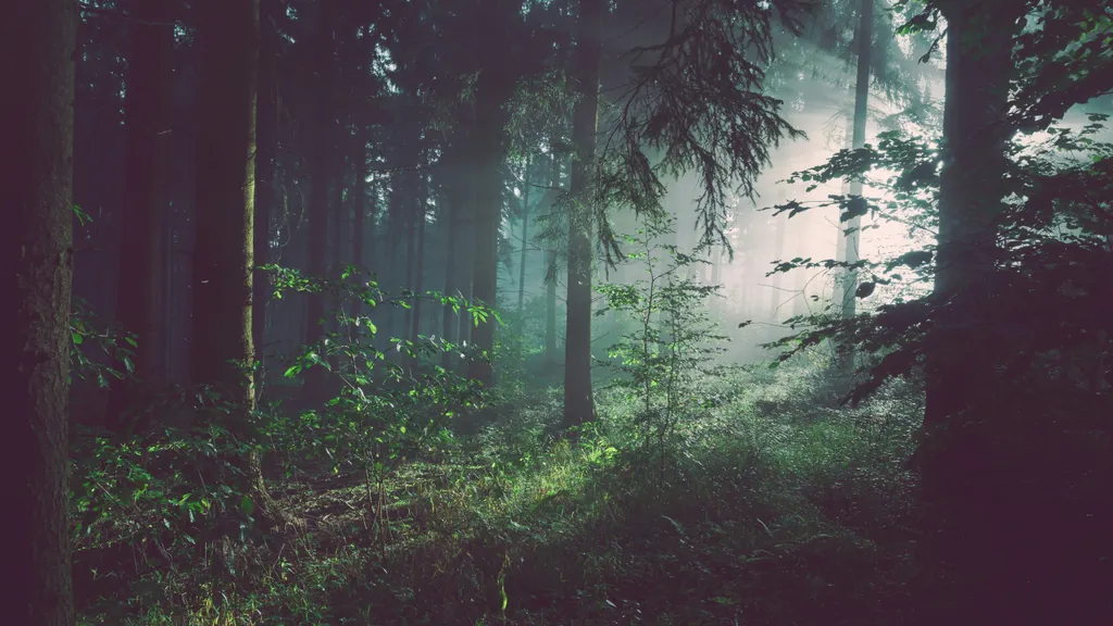 A picture of a forest taken by Sebastian Unrau